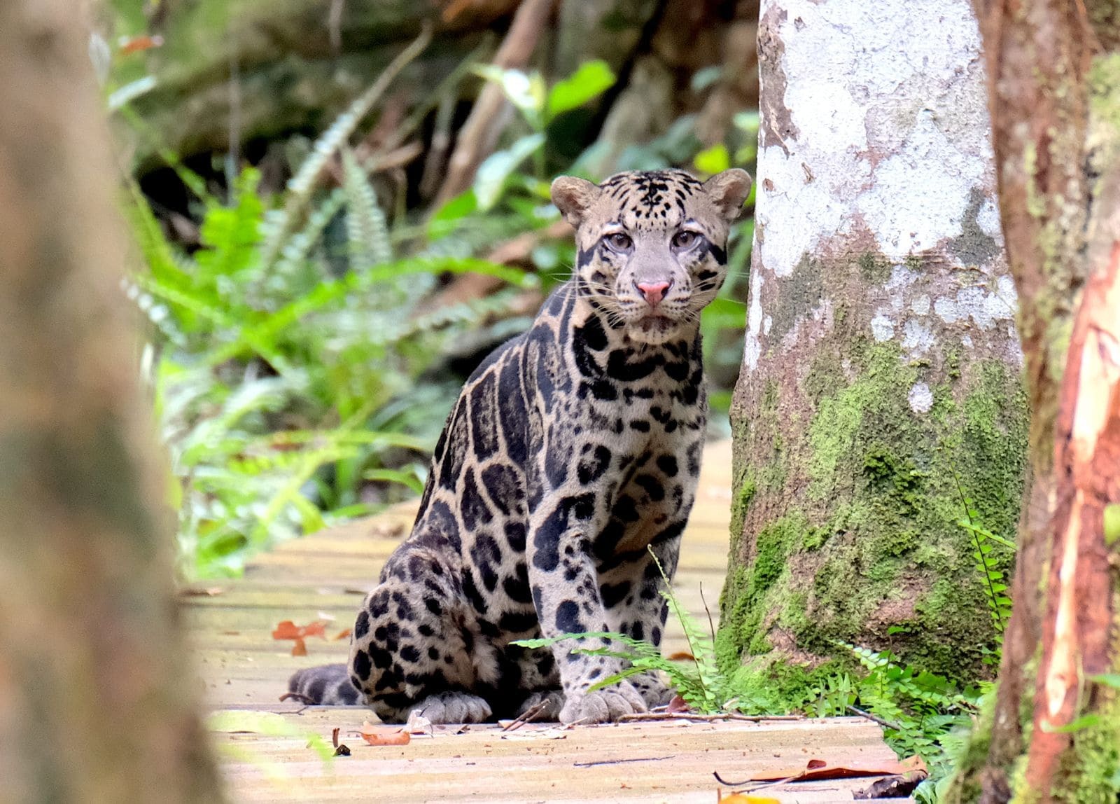 KMP_Clouded_Leopard